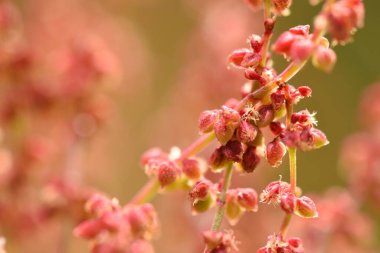 Çimlerde güzel bahar çiçekleri