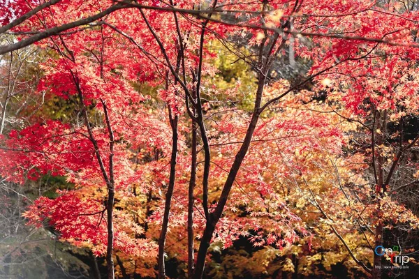 秋の紅葉の美しさ — ストック写真