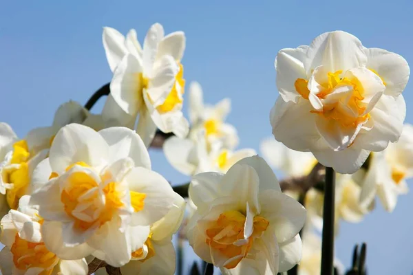 Narciso Flor Contra Cielo Azul —  Fotos de Stock
