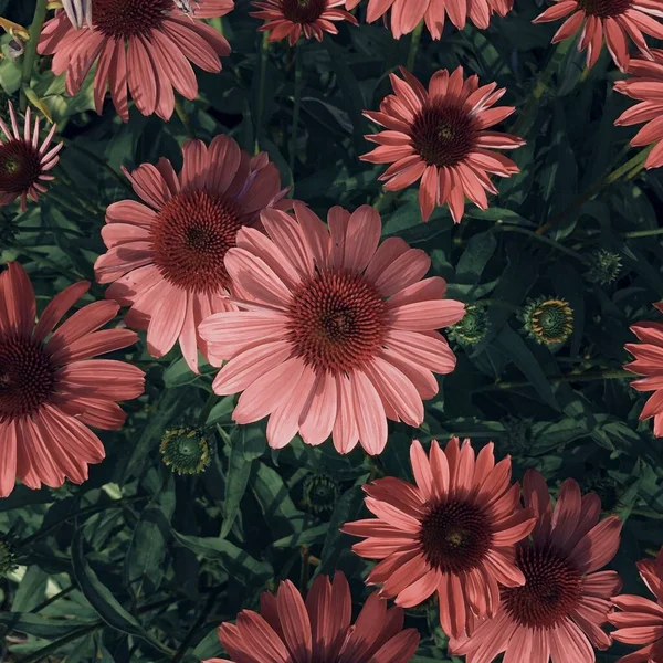 Flores Rosadas Jardín — Foto de Stock