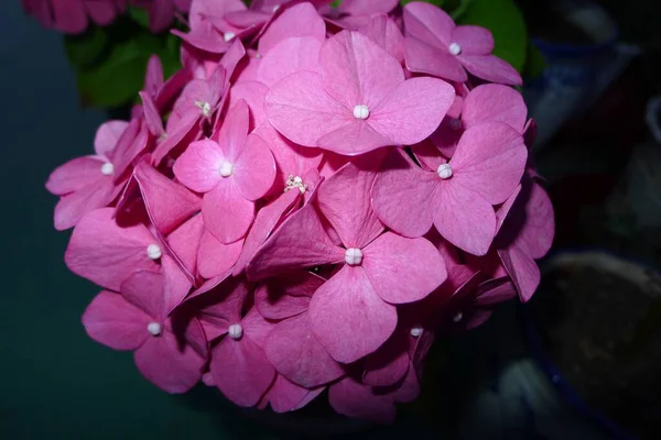Розовые Цветы Саду — стоковое фото