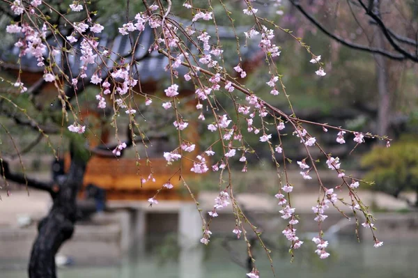 Hermosa Flor Cerezo Primavera — Foto de Stock