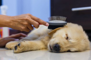 Woman's hand holding a brush for brushing her golden retriever puppy hair between dog sleeping. clipart
