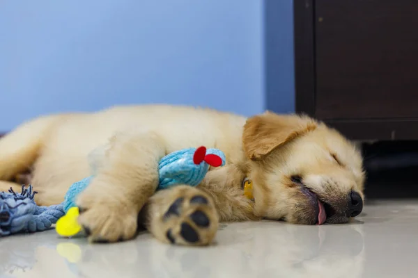 Little Golden Retriever Dormindo Com Seu Brinquedo — Fotografia de Stock