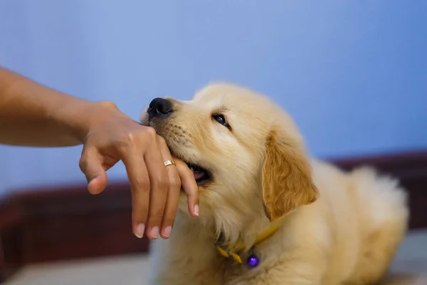 Golden Retriever Filhote Cachorro Jogando Mordida Proprietário Mão — Fotografia de Stock