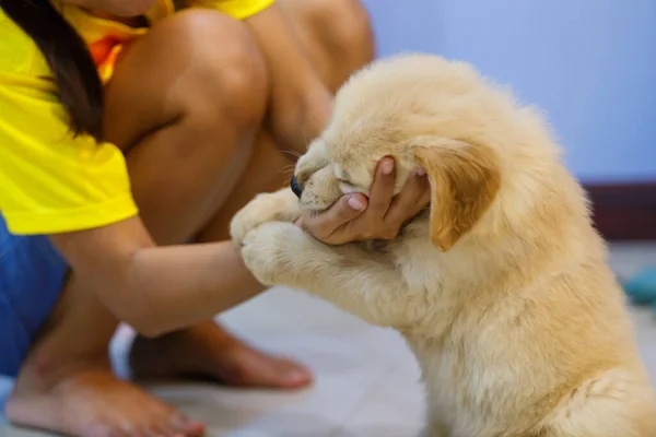 Golden Retriever Filhote Cachorro Jogando Mordida Proprietário Mão — Fotografia de Stock