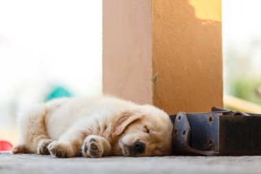 Küçük Golden Retriever köpeği yerde uyuyor.