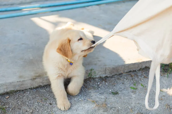 Golden Retriever Yavrusu bir kumaş torbasını ısırdı.