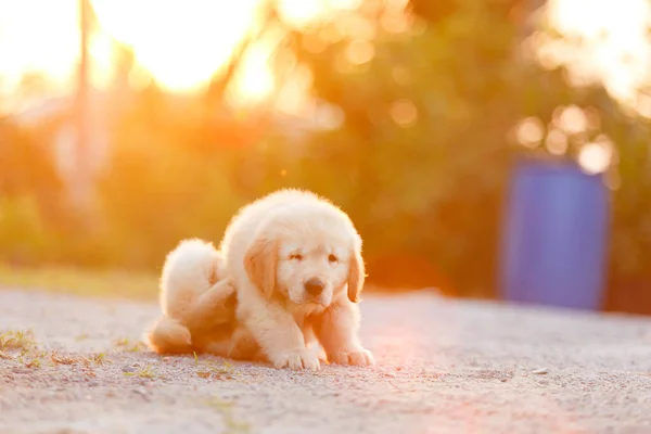 Golden retriever köpeği vücudunu tırmalıyor..