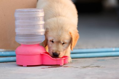 Golden retriever puppy drinking water with dog water feed. clipart