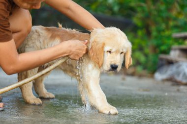 Mutlu bir anda banyo yapan bir Golden retriever köpeği..