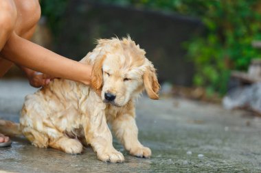 Mutlu bir anda banyo yapan bir Golden retriever köpeği..