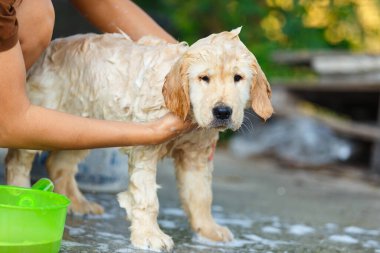 Mutlu bir anda banyo yapan bir Golden retriever köpeği..
