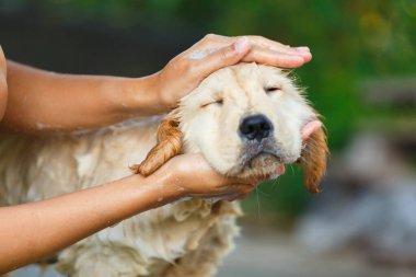 Mutlu bir anda banyo yapan bir Golden retriever köpeği..