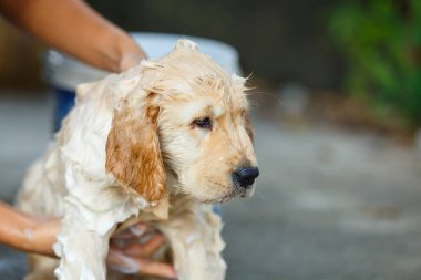 Mutlu bir anda banyo yapan bir Golden retriever köpeği..