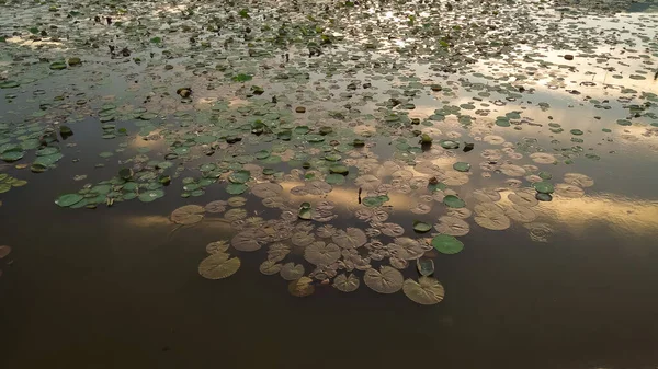 Dev göldeki nilüfer çiçeğinin kuş bakışı manzarası.