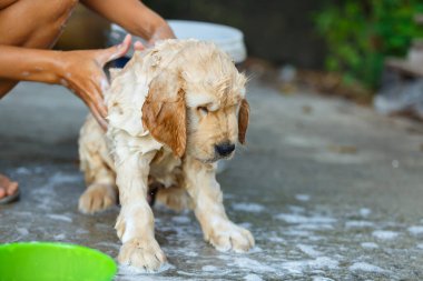 Mutlu bir anda banyo yapan bir Golden retriever köpeği..