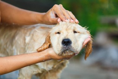 Mutlu bir anda banyo yapan bir Golden retriever köpeği..