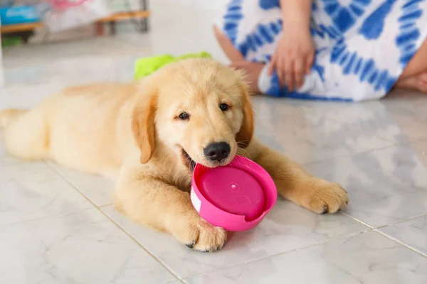 Golden retriever köpeği pembe bir yemek tepsisi tut.