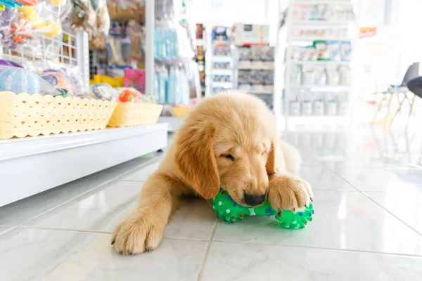 Golden retriever köpek yavrusu hayvan kliniğinde yeşil bir oyuncakla oynuyor..