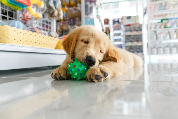 Golden retriever köpek yavrusu hayvan kliniğinde yeşil bir oyuncakla oynuyor..