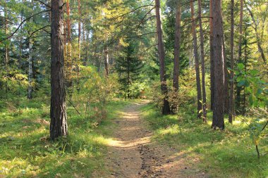 Orman yolu. Belokurikha tatil köyü. Altai bölgesi. - Rusya. Yürümek için harika bir yer.