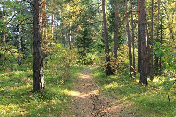 Лісова Стежка Белокуриха Курорт Регіон Алтай Росія Чудове Місце Прогулянок Ліцензійні Стокові Фото