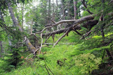 Sibirya Taiga 'sında devrilmiş yaşlı bir ağaç. Krasnoyarsk Bölgesi. Rusya