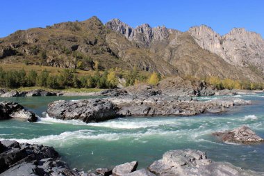 Altai dağlarının arka planında hızlı dağ nehri Katun ile manzara. Rusya.