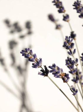 Lavanta ve gölgesi beyaz arka planda