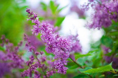 Pembe leylak çiçekleri, güneş ışığıyla bulanık arka planda. Bahçede mor leylak dalı