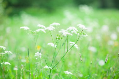 Çiçek arkaplan. Beyaz yarrowon yeşili, çimen arkaplan. Kopyalama alanı olan güzel bir yaz doğası. Achillea Millefolium, White Yarrow, Common Yarrow