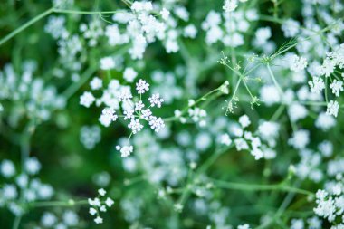 Yaz günü çiçek açan anason tarlası geçmişi. Taze tıbbi bitki. Mevsimlik arkaplan.