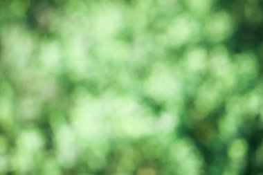 Yazdan kalma güzel bir doğal sanat. Aşağıdaki yaprakların arkaplanı yeşil, sarı ve mavi ışık ise resimle birleşmiş. Yeşil doku. Metin için boş alan