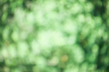 Yazdan kalma güzel bir doğal sanat. Aşağıdaki yaprakların arkaplanı yeşil, sarı ve mavi ışık ise resimle birleşmiş. Yeşil doku. Metin için boş alan