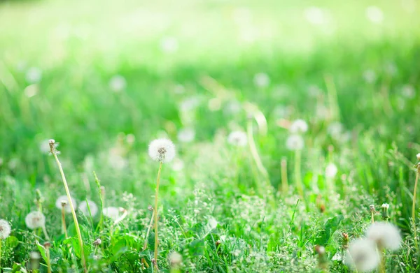 Floral background. Picture  with white dandelion on green, grass background. Beautiful summer nature with copy space