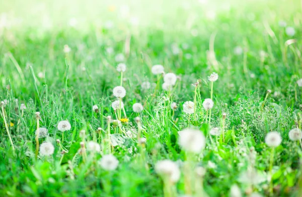 Floral background. Picture  with white dandelion on green, grass background. Beautiful summer nature with copy space