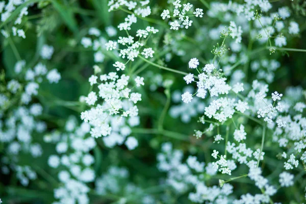 夏の日には花畑の背景を開花させます 新鮮な薬用植物 季節的背景 — ストック写真