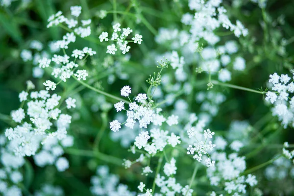 Kvetoucí Pozadí Anýzového Pole Letní Den Čerstvá Léčivá Rostlina Sezónní — Stock fotografie