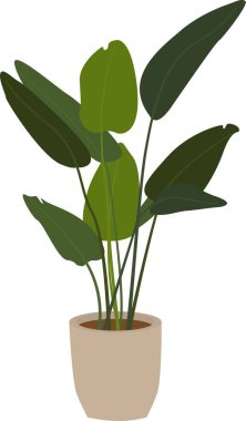 Home plant in a pot. Flat illustration in color. Vector illustration of plants. Design for cards, posters, textiles, backgrounds, design element.