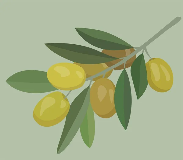 Illustrazione Piatta Olive Verdi Ramo Con Fogliame Immagine Vettoriale Frutti — Vettoriale Stock