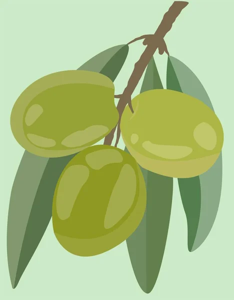 Frutos Maduros Una Rama Imagen Plana Aceitunas Verdes Con Hojas — Vector de stock