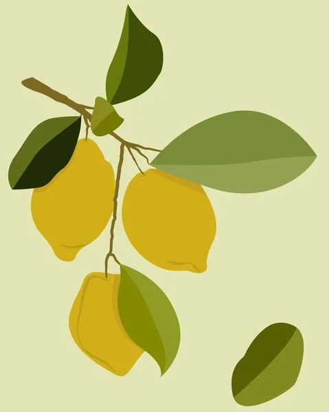 Ilustración Plana Vectorial Colores Claros Imagen Tres Limones Una Rama — Vector de stock