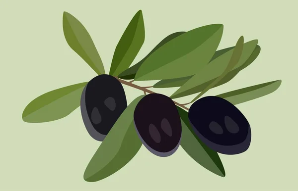 Ilustración Vectorial Aceitunas Una Rama Imagen Plana Colores Calmantes Diseño — Vector de stock