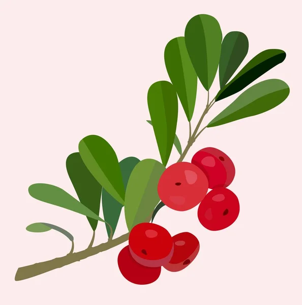 Vektorlapos Illusztráció Világos Hátterű Ággal Piros Bogyók Zöld Levelekkel Képeslapok — Stock Vector