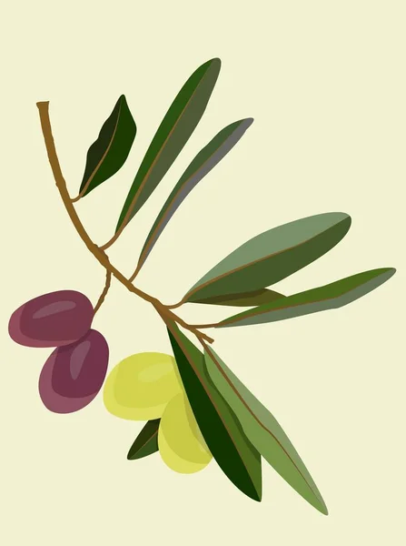 Čtyři Olivy Větvi Zeleným Listím Vektorový Obraz Zelených Černých Oliv — Stockový vektor
