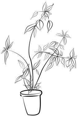 Tencerede siyah beyaz bitkiler çiz. Harika bir ev yapımı tırmanma tesisi. Bir çiçek çizimi. Kartlar, posterler, şablonlar, tekstil, arka planlar, davetiyeler için tasarım.