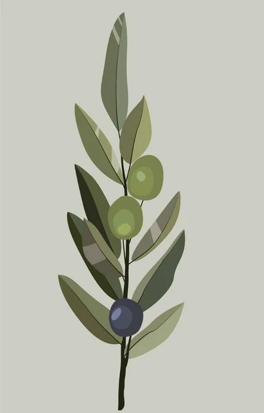 Zeytin filizi vektör görüntüsü. Olgun zeytin ve yaprakların düz görüntüsü. Kartlar, posterler, arka planlar, şablonlar, tekstil, menüler, pankartlar için tasarım.