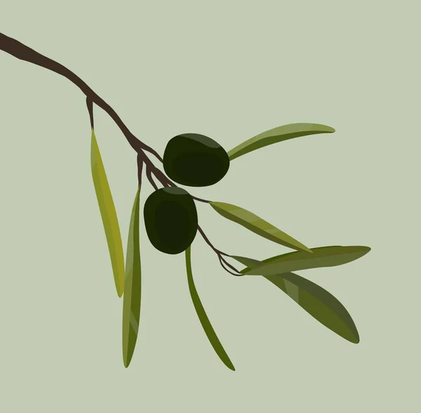 Dos Aceitunas Una Rama Ramita Con Follaje Verde Imagen Brillante — Vector de stock