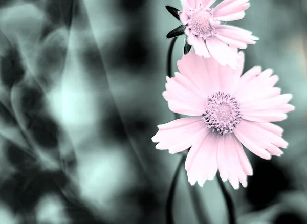 Natureza Tonificado Primavera Desfocado Fundo Com Espaço Cópia Vazia Flor — Fotografia de Stock